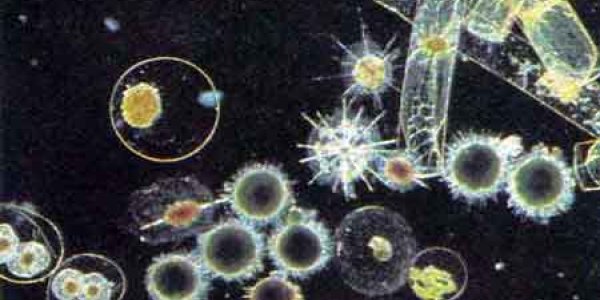 Marine Microecosystem: Shedding Light on the Base of the Food Chain