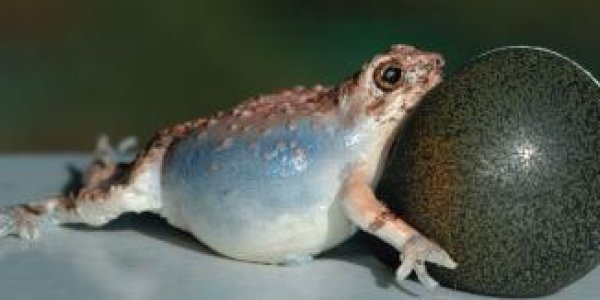 Cocktail Party Problem, Robotic Frogs And How Two Wrong Calls Can Make A Right