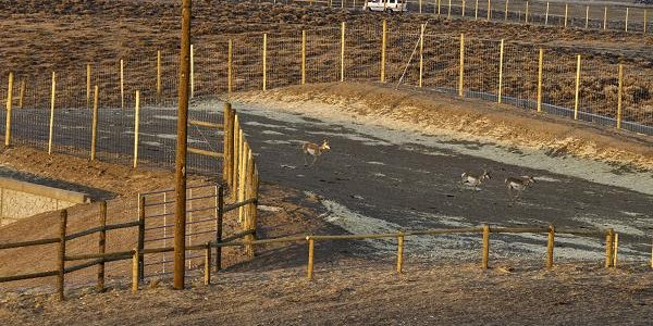 Wyoming: Where The Deer And The Antelope Play In An Overpass (At Last)