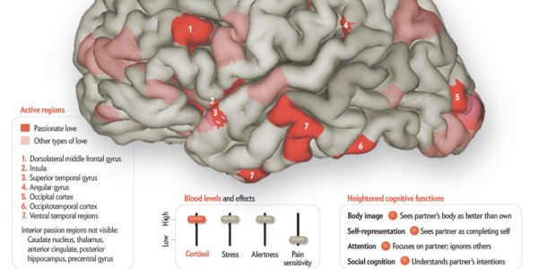 This Is Your Brain On Romance