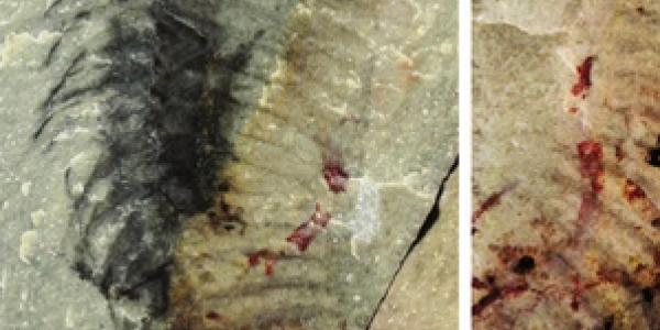 New fossil arthropod named after Johnny Depp