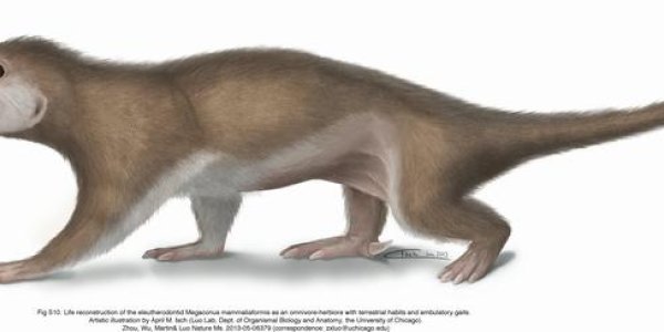 Megaconus Mammaliaformis: Cute And Armed