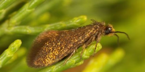 New Family Of Moth Is Enigmatic Evolutionary Wonder