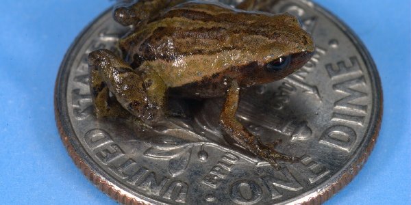 Noblella Pygmaea - The Dwarf in The Elfin Forests