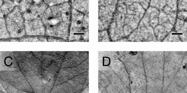 The Chicxulub Meteorite Killed The Dinosaurs But Made Forests Great