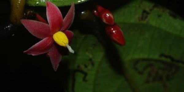 New Plant Genus Named After David Attenborough