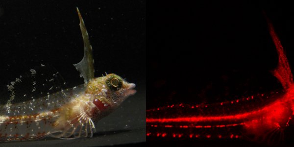 Better Than Lava Lamps - Fish That Glow Red