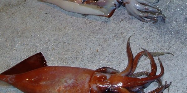 Seafood Ethics, Or Why I Don't Eat Squid (Part II)