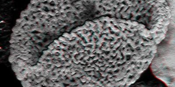 Pollen Grain Fossils Push The Origin Of Flowering Plants Back 100 Million Years