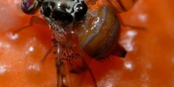 Genetically Engineered Fruit Flies Could Save Crops Better Than Sterilization