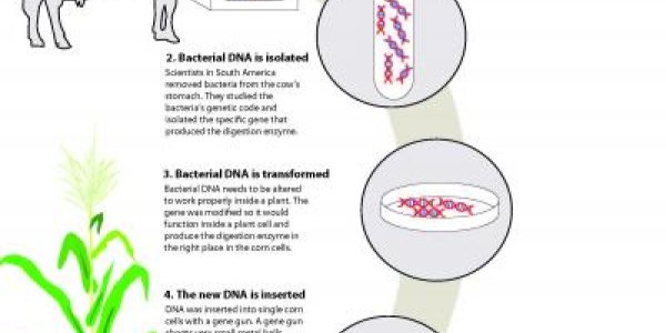 Spartan Corn III - Cow Stomach Microbe Enables 'Self-Ethanoling' Corn