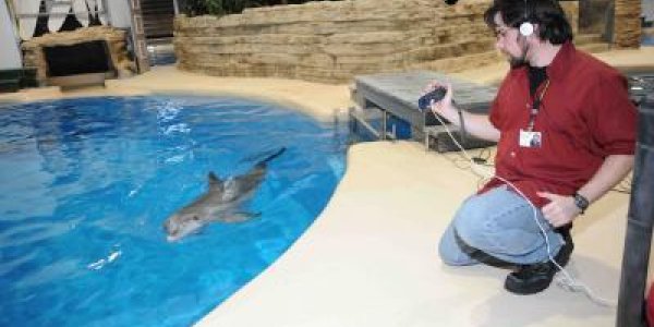 Dolphins Retain Social Memories, Even After 20 Years
