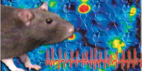 How Fast Can A Rat Smell?