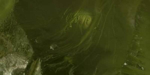 Origin Of Life: Which Ancient Minerals?