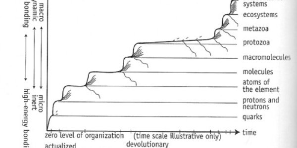 Levels of Organization
