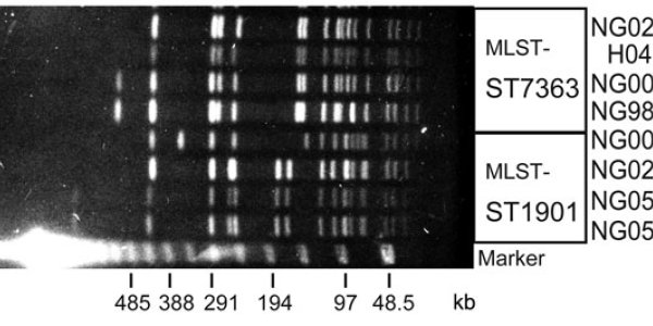 The Rise Of Mutant Gonorrhea