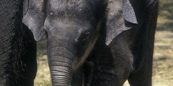 Herpesvirus, Not Zoos, Implicated  In Baby Elephant Deaths