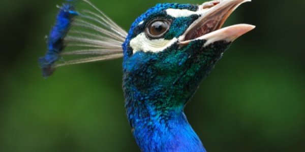 Attractive Males Make Females Want To Have Babies