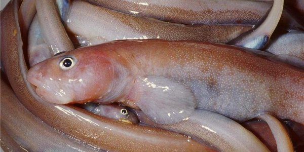 Gosztonyia Antarctica - New Fish Discovered In The Bellingshausen Sea