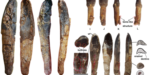 Yongjinglong Datangi: A Titan Once Roamed China