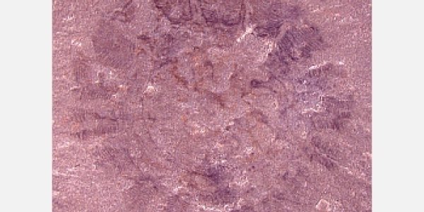 New Fossil Adds 200 Million Years To The Age Of Jellyfish