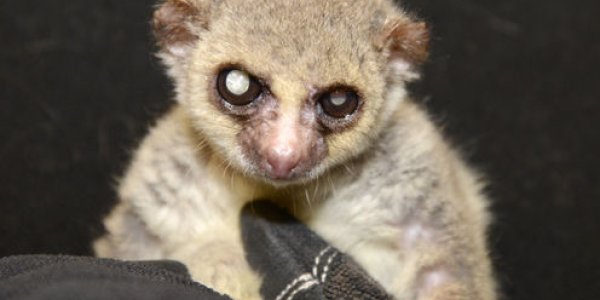 Rate Of Living Theory: Why Lemurs Won't Increase Our Lifespan