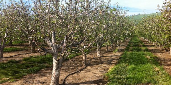 Are Organic Apples At Risk Of Being Redefined As Contaminated?