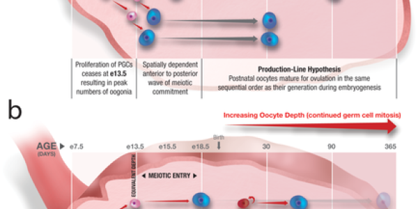 Oocytes: Maybe That Biological Clock No Longer Ticks