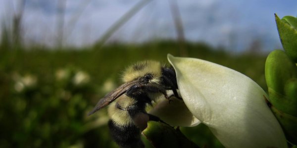 Nicotine Reduces Parasite Infection In Bees Up To 81 Percent
