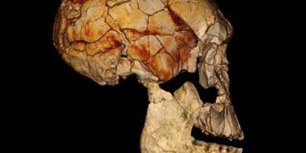 KNM-ER Updated: Pleistocene Fossils Shed New Light On Early Human Evolution