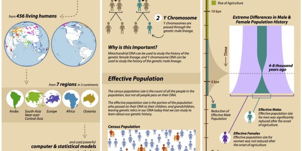 Social Fitness: Did A Genetic Bottleneck Occur Because Of Wealth And Power?
