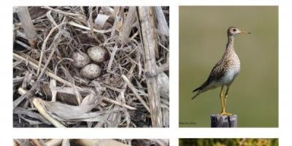 Agriculture Helps: Soybean Fields Give  Rare Birds A New Foothold
