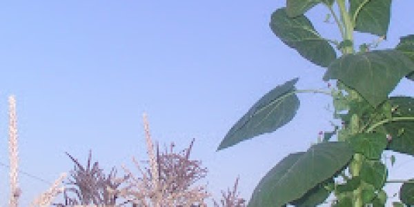 Peace in the Garden: Michael Shermer and Belief Systems