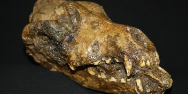 Early Modern Humans Versus Mammoths - Maybe Dogs Were The Game-Changer