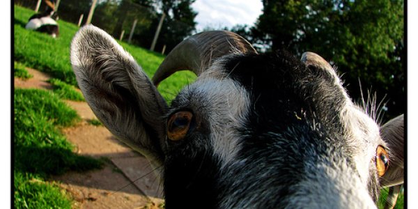 To Mitigate Fire Risk, California Should Bring Back Nearly Extinct Workers Called 'Loggers', Not Hire Goats