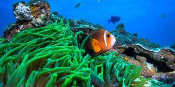 Nemo Finding Home - The Epic Journey Of Clownfish