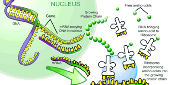New Way To Change Genetic Code