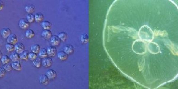 Parasite Genome Reveals It's Actually A 'Micro Jellyfish'