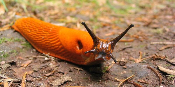 Theology of Molluscs?