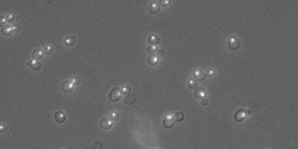 Protein Cryptography and the Cell's Public Transportation System