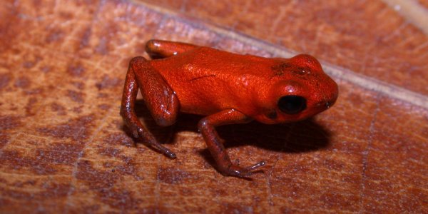 Andinobates Geminisae: New Poison Dart Frog Species Discovered In Panama