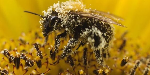 Neonicotinoids And The Beepocalypse That Never Was