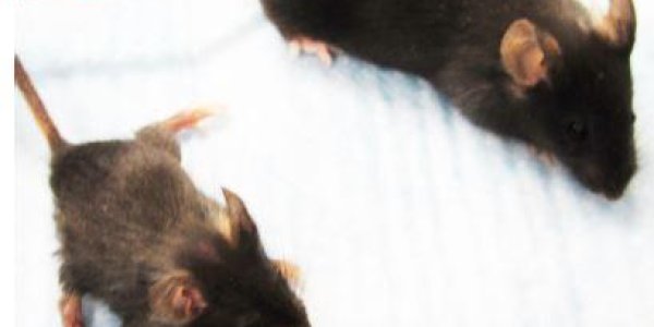 DNA Damage And Premature Aging - A Molecular Link