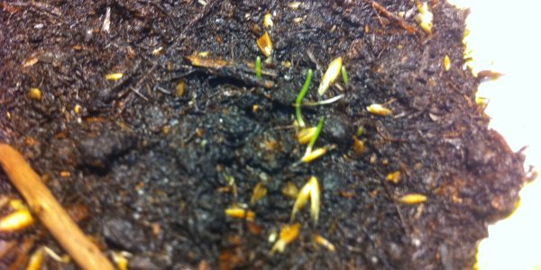 Super Fast Mutant Seed?