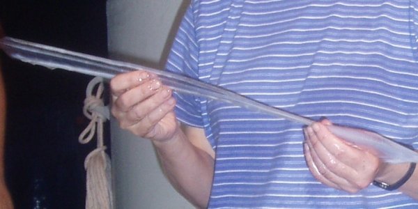 Squid Pen Draws Current Biotech Progress