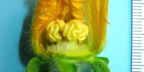 Cucurbitaceae Of India