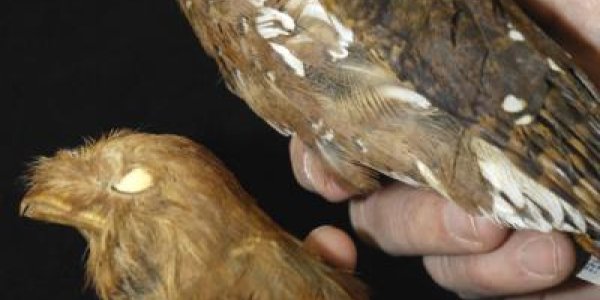 First pic of new Frogmouth bird genus