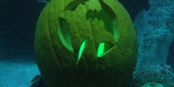 SCUBA divers enjoy Halloween also - take a look
