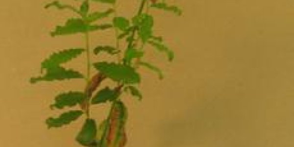 Alternative Medicine For Plants: Probiotics And Detox Instead Of GMOs