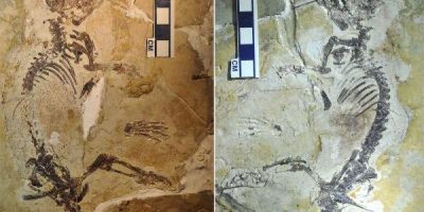 Rugosodon Eurasiaticus: Fossil Of History's Most Successful Mammal Unearthed